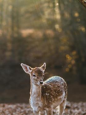 React Native Product 1